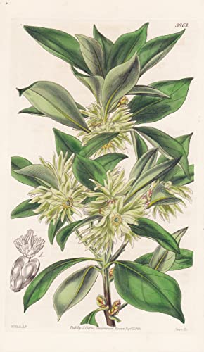 Illicium Religiosum. Sacred Aniseed Tree. Tab. 3965 - Japan / Pflanze Planzen plant plants / flower flowers Blume Blumen / botanical Botanik botany / aus 