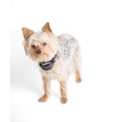 PetSafe Stay & Play Wireless Fence Training