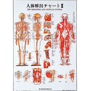 Amazon | 【メディカルブック】人体解剖チャートII(SR-112) | フロンロ
