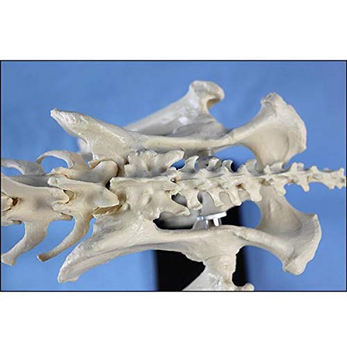 Hund Tieranatomie Extra Groß Hundeskelett Exemplar Modell Tieranatomie Lehrmodell Hunde 87X38X65CM Mit Kunststoffhalter Für Schule Krankenhaus