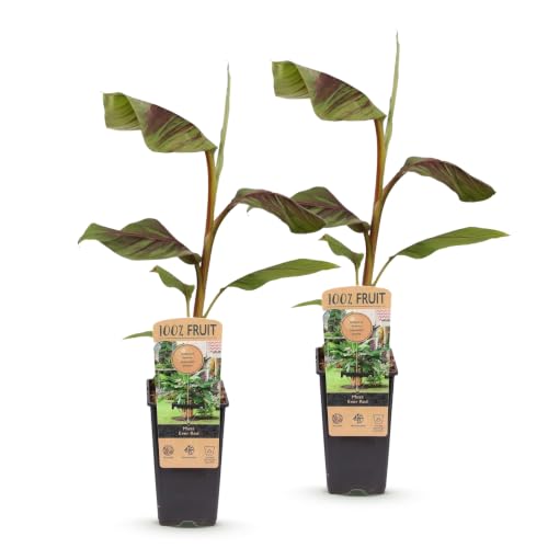 Green boutiQ - Obstpflanze - Musa Ever Red - Bananenbaum - Winterhart - Grün-Rot - 2 Pflanzen - Topf 15cm - Höhe 50cm