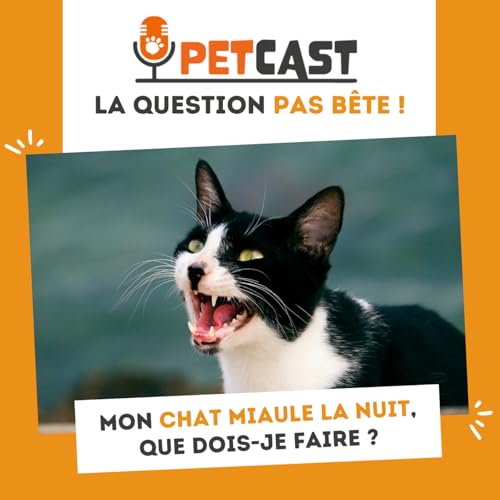 Mon chat miaule la nuit : que faire ?