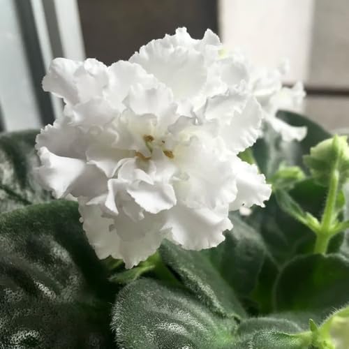 Semi di violetta africana da giardino, appartamento di violetta africana resistenti per il giardino, resistenti 150pcs