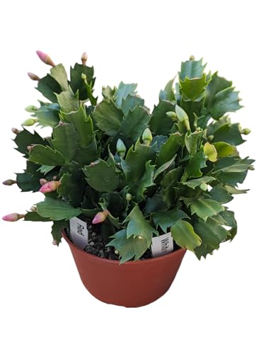Red and White Christmas Cactus, Live Houseplant in 6-Inch Pot, Stunning Flowering Plant