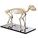 Anatomy Lab Canine Skeleton Model - Fixed Articulation on Base