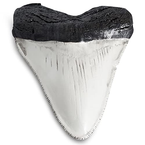 Fossilized Teeth and Claws of Various Prehistoric Dinosaurs, Megalodon Shark Teeth, and High-Fidelity Replicas (Megalodon Shark Tooth,)