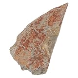healeved esemplare di felce autentico su pietra fossile per esposizione museale e arredamento studi, campione vegetale preistorico dettagli fogliari conservati