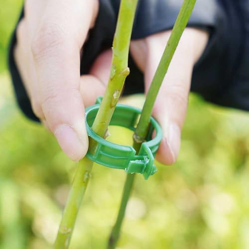 HIULLEN Pflanzenclips, 250 Stück Pflanzenklammern Tomatenclips, Pflanzen Clips Kunststoff, Tomatenhaken, Ranken Clips, Pflanzen Sicherung für Pfeffer Gurke Reben Tomaten,Blumen und andere Rankpflanzen