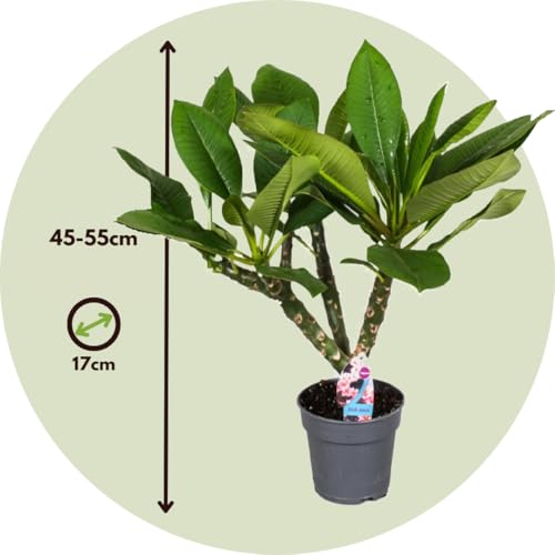 Plumeria Hawaiian – Exotische Blumen Plant in a Box – Höhe 45-55 cm