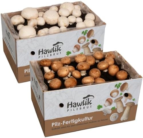 Juego de cultivo XXL - 2 cajas de cría de champiñon portobello - ...