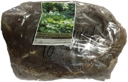 10 Hosta Big Blue Mixed -Perennial Bare Roots-Shade Loving Plants