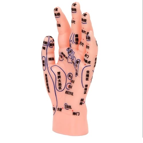 OZMDXKJ Modelo De Entrenamiento De Puntos De Acupuntura Manual, Ayuda Duradera para El Aprendizaje De ReflexologíA, InstruccióN Y Masaje De MTC, ExhibicióN De SimulacióN Realista De Masaje De Manos.