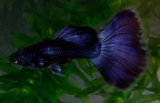 WorldwideTropicals Live Freshwater Aquarium Fish - (5) 5-Pack of Mixed Color Male Guppies - 5 of Mixed Color Male Guppies Live Tropical Fish - Great for Aquariums - Populate Your Fish Tank!