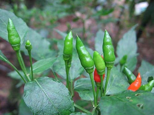 Golden Hills Farm hybrid African Bird Eye Chilli Kanthari Mulaku,Thai Pepper 50+ seeds (B092JSW6J7) Amazon Price History, Amazon Price Tracker
