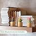Bigmeta 3 Pcs Wood Air Plant Holder, 1.4