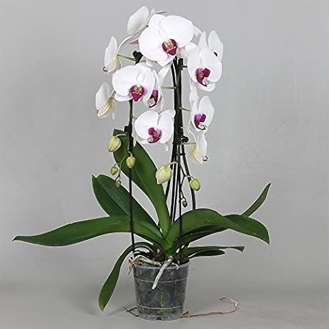 White Phalaenopsis Orchid Plant with 2 Spikes Cover