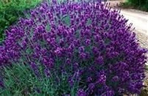 Lavendula angustifolia Hidcote - Old English Lavender