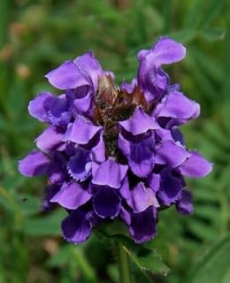 80 graines de Brunelle (Prune lla Vulgaris) H211 SELF HEAL Seeds SAMEN SEMILLA SEMI