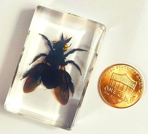 Image of 44mm Real Carpenter Bamboo Bee in Clear Lucite Resin Specimen Preserved Insect Taxidermy Crafts Collection for Biology Science Education & Desk Ornament Display Supplies Decor