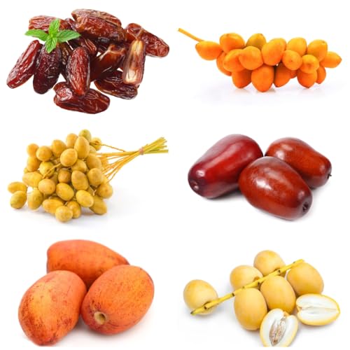 semi resistenti palma da datteri - palma da datteri - all'inverno per balconi sapote, resistenti 35pcs