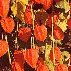 Physalis Alkekengi