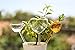 Durable Glass Birds - Plant Watering Globes - Plant Straws Self Watering - 3 Pack Gift For Gardeners - Plant Watering Bulbs - a Funnel + 3 Spikes for Indoor Plants / Self Watering Bulbs, Water Globes