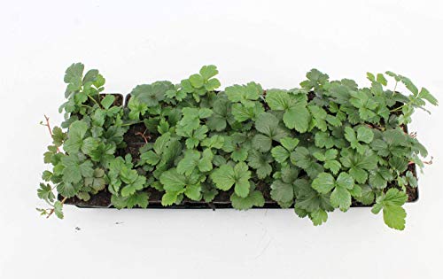 Waldsteinia ternata – Dreiblättrige Matten-Waldsteinie als Bodendecker