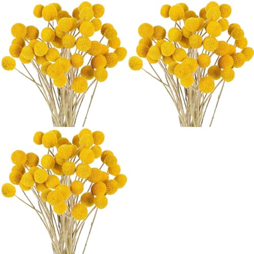 Ynusgeyx 144 Flores Secas, Bolas Secas, Botones de Flores de Craspedia Secas, Flores Secas Amarillas, Flores Secas de Seda Artificial.