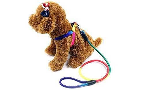 Dog Trust 10 MM Rainbow Color Rainbow Multicolor Dog Adjustable Harness/Leash/Collar for Small Dogs (B0CNVXCRGN) Amazon Price History, Amazon Price Tracker