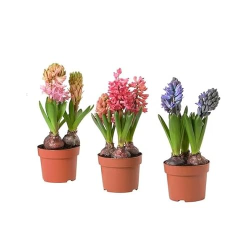 Lote de 3 Bulbos de Jacinto para Sembrar en Jardín Flores de Colores