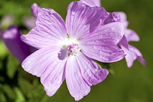 Malva moschata 9x9 cm Topf – Winterhart, Mehrjährig, Pflegeleicht – Moschusmalve – Staude für Beet & Naturgarten