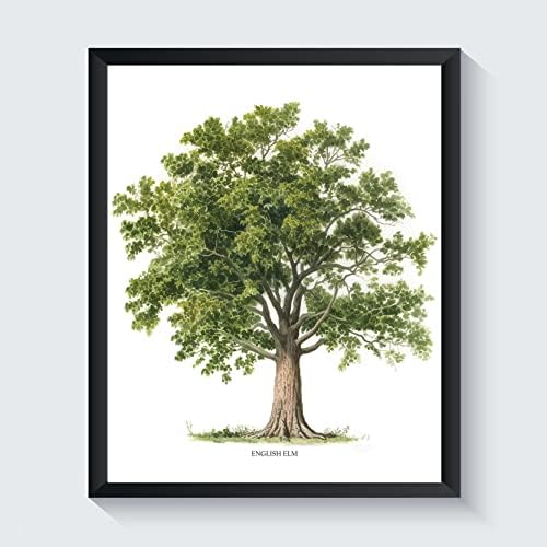English Elm Tree Poster Wall Decor Art Painting, Tree Family Cott...