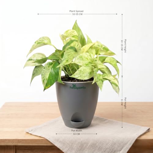 Image of Marble Money Plant, Lucky Bamboo, Jade Plant & Golden Money Plant Live Indoor 4-Plant Combo in 4-Inch Self-Watering Matte Grey Pots | Vastu Prosperity, Feng Shui Lucky Plants for Wealth