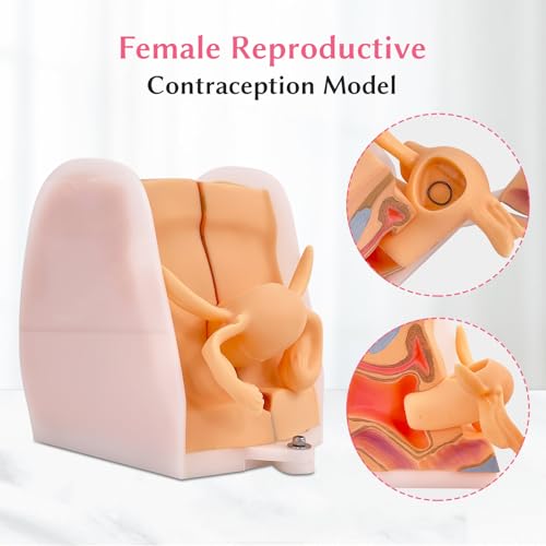 Image of JNMFTD Female Gynecological Manikin，Woman Genitals IUD Vaginal Reproductive System Training Anatomy Model with Accurate Structure 3D Product Manual Card for Teaching Presentation Practical Operation