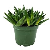 BubbleBlooms Aloe Black Gem in a 6 inch Pot