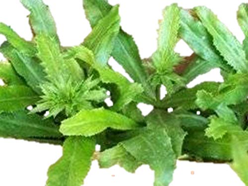 Amazon.co.jp: 植物種子 ノコギリコリアンダー 種 50粒 : DIY・工具