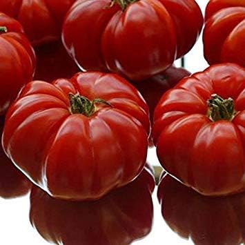Germinazione I Semi: 50 Semi: Semi Conestoga Ibrido F1 Pomodoro La Frutta Hanno Un Rosso Brillante Colore !!!