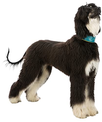 TRIXIE Active Komfort Windhunde Halsband Größe S–M: Halsumfang 33–42 cm/60 mm in petrol/gelb- extra breites Hundehalsband für kleine bis mittelgroße Hunde, schützt den Kehlbereich, unterfüttert,18968