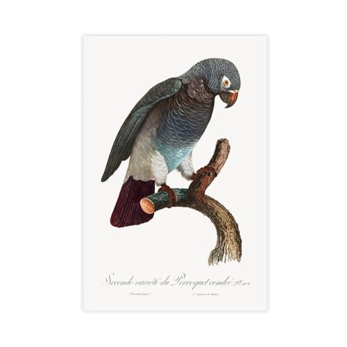 Perroquet gris poster histoire naturelle pour salon et chambre chic