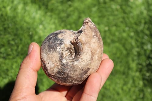 Image of Ammonite Fagesia Ammonite Fossil Rare Ammonite Fossil Natural Fossil from Morocco A47