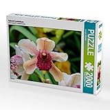 CALVENDO Puzzle Hybrid-Cymbidium 2000 Teile Lege-Größe 90 x 67 cm Foto-Puzzle Bild von Jürgen Wöhlke