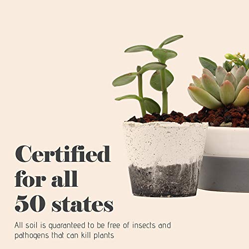 Bonsai Jack - Red/Maroon 1/4 Inch Horticultural Lava Rock Soil Additive For Cacti, Succulents, & Plants - No Dyes Or Chemicals - 100% Pure Volcanic Rock (2 Gallons) #TOP5