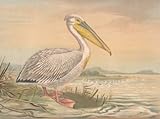  Gemeiner Pelikan. Pelecanus onocrotalus L., Altes Männchen im Prachtkleide. Chromolithographie.