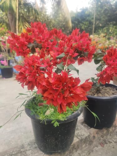 Image of Rare Bougainvillea Live Flower Plant || Healthy Live Plant with Grow Bag & Secure Packing || Beautiful Flower Garden Decoration (red) pack of 1