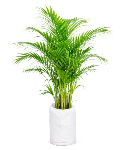 Areca Palm Live Indoor Plant, Tropical Green Houseplant for Home & Office, Air Purifying Decorative Plant Easy Care Indoor Plant Without Pot (Pack of 1)
