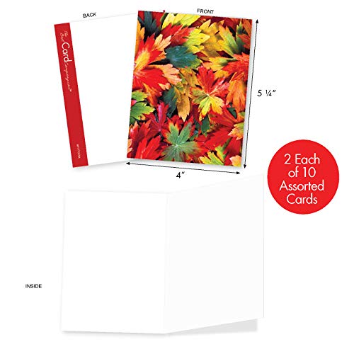 The Best Card Company - 20 Assorted Blank Plant Cards Boxed (4 X 5.12 Inch) (10 Designs, 2 Each) - Lavish Leaves Am7177Ocb-B2X10 #TOP1