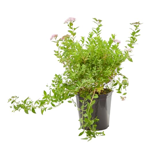 Verdecora Spirea en maceta de 3L | Arbusto de Exterior con Abundante Floración | Ideal para Jardines, Bordes y Setos Decorativos
