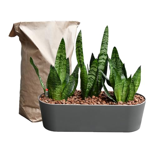 Sansevieria Bogenhanf - pflegeleichte Zimmerpflanzen - Sukkulenten frisch aus der Gärtnerei - Hydrokultur Set Sideboard Anthrazit - Höhe 25-30 cm - inkl. Gefäß, Blähton & Dünger - Green Me Up