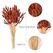120pcs Burnt Orange Bunny Tails Dried Flowers,17