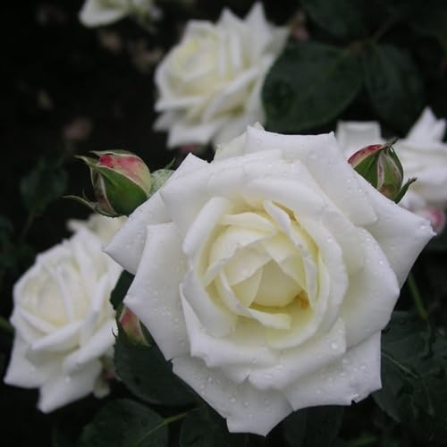 2 X Rose Rampicanti: White New Dawn (Bianco) + New Dawn Rouge (Rosso), Perenni, Profumate E Resistenti | Rifiorenti - Rose Rampicanti - 4